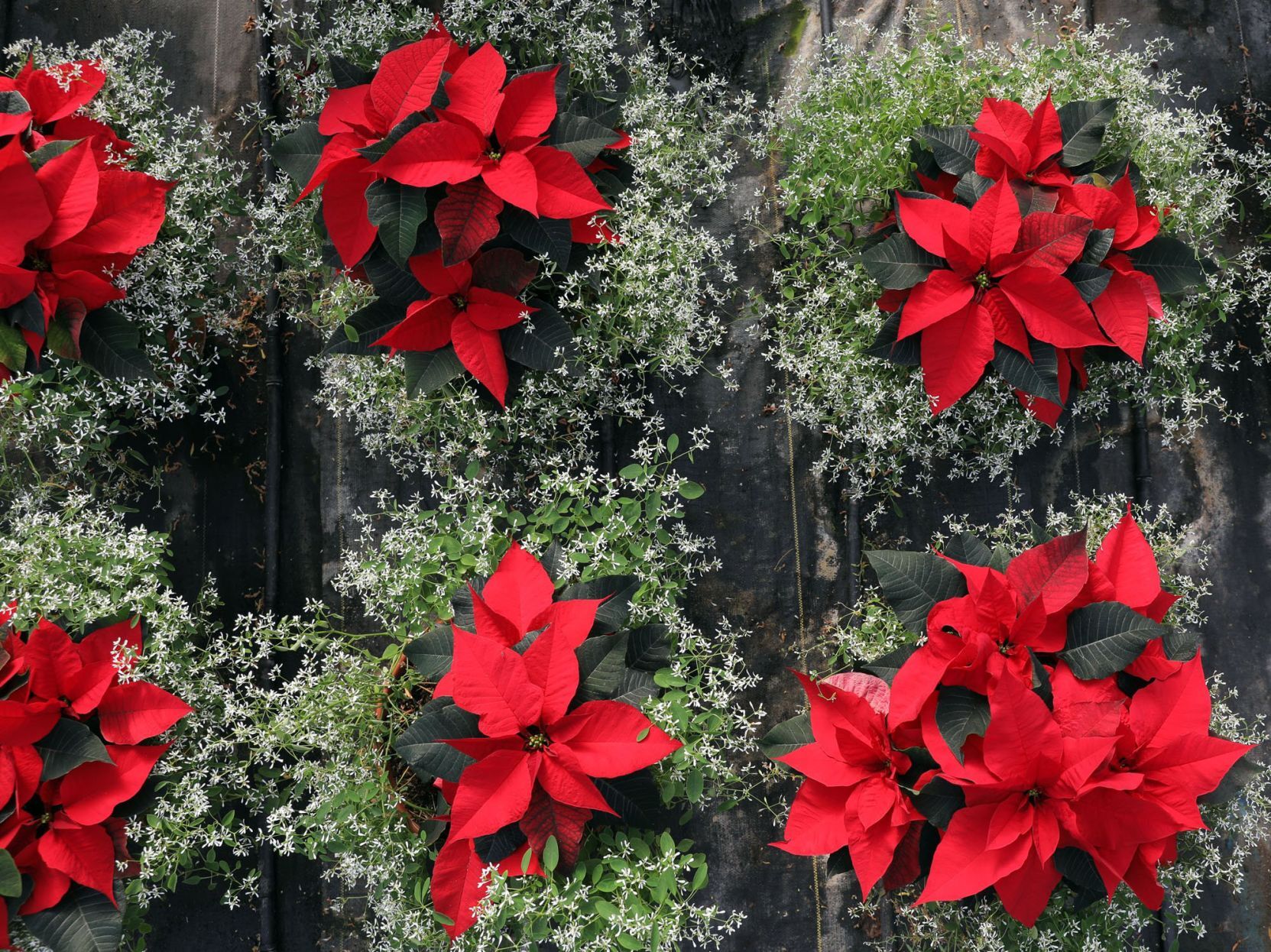 Fahr Greenhouses